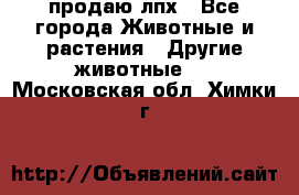 продаю лпх - Все города Животные и растения » Другие животные   . Московская обл.,Химки г.